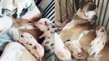 Charming Great Dane Puppy Enjoys Playtime with Piglets