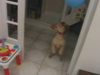 champion de Dog Volley Ball