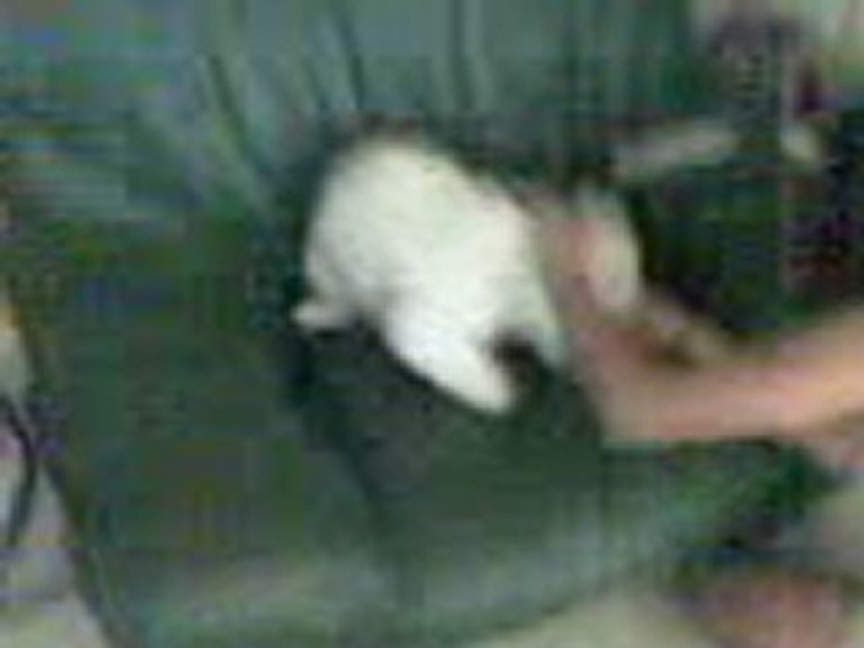 Noki en extase