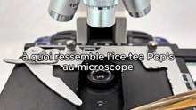 c’est quoi ta boisson préféré ? et pourquoi le Pop’s Ice Tea ? 🔬