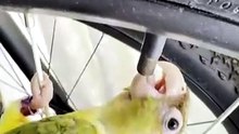 This Adorable Parrot Is Up to Something! 🦜😂  Unbelievable Bird Behavior