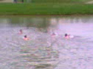 Les ga qui sa baignent au lac