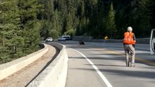Bear Cubs Navigate Concrete Barrier as Rangers Facilitate Their Safe Passage