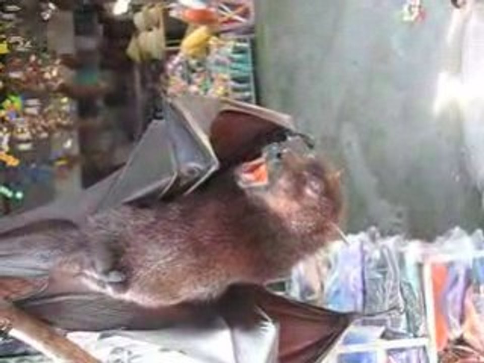 Chauve-souris géante gardienne du temple Tanat lhot à Bali