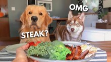 Golden Retriever Reviews Food with Husky Friend | Tucker Taste Test