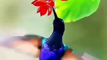 Hummingbird Hawa Mein Ek Jagah Ruk Kaise Jata Hai? | Amazing Facts About Hummingbird in Hindi & Urdu
