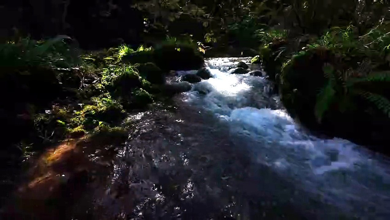 Peaceful Forest Stream 🌿 Flowing Water & Gentle Birds for Relaxation ...