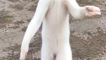 kung fu Cat