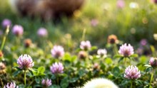 Chirpy the Tiny Chick Lost in the Tall Grass 🐾 | Animal Rescue