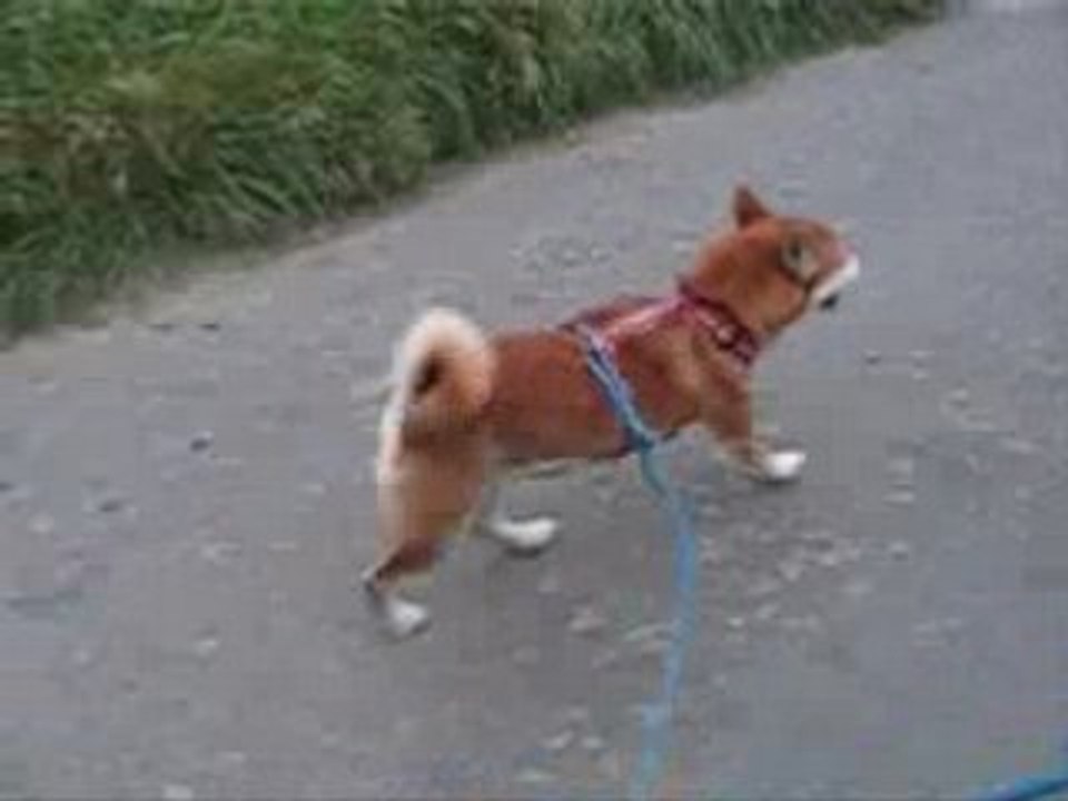 Shiba HoshiTsuki Jogging