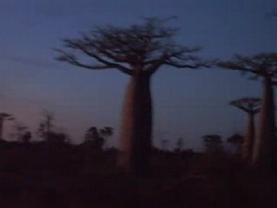 Allée des baobabs
