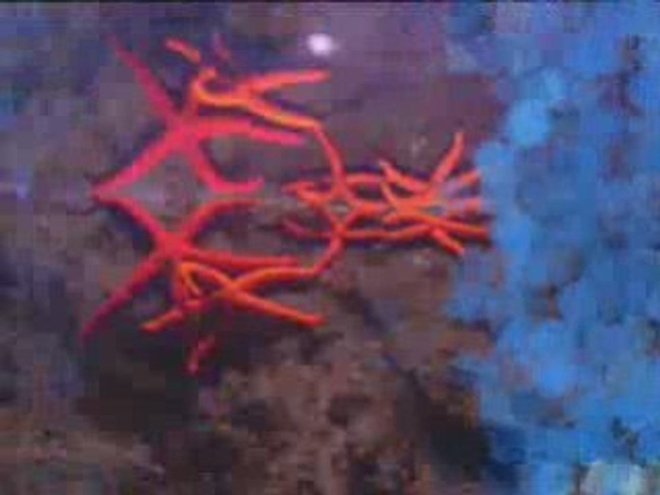 Aquarium de la rochelle