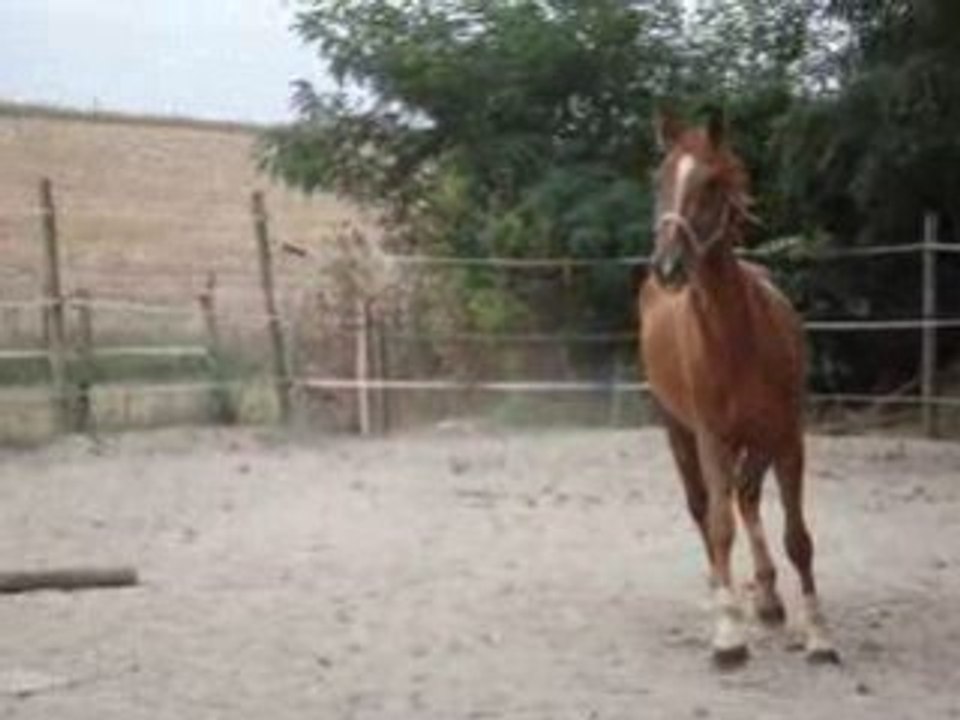 Rivage trot2