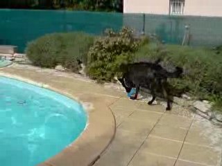 cash du domain des sphinx noirs a la piscine