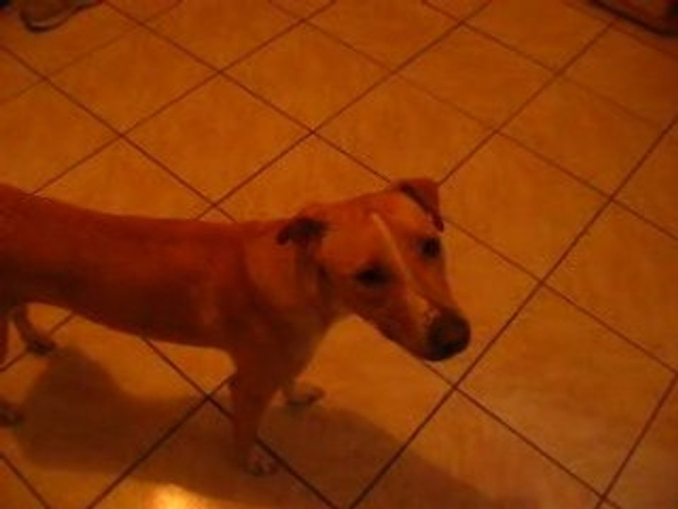 une chienne qui joue la  star