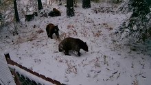 Joyful bear cubs reveling in their inaugural snowfall of the year