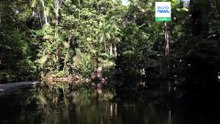 Deforestacja Amazonii w Brazylii na rekordowo niskim poziomie, El Niño i wybory zagrażają postępom