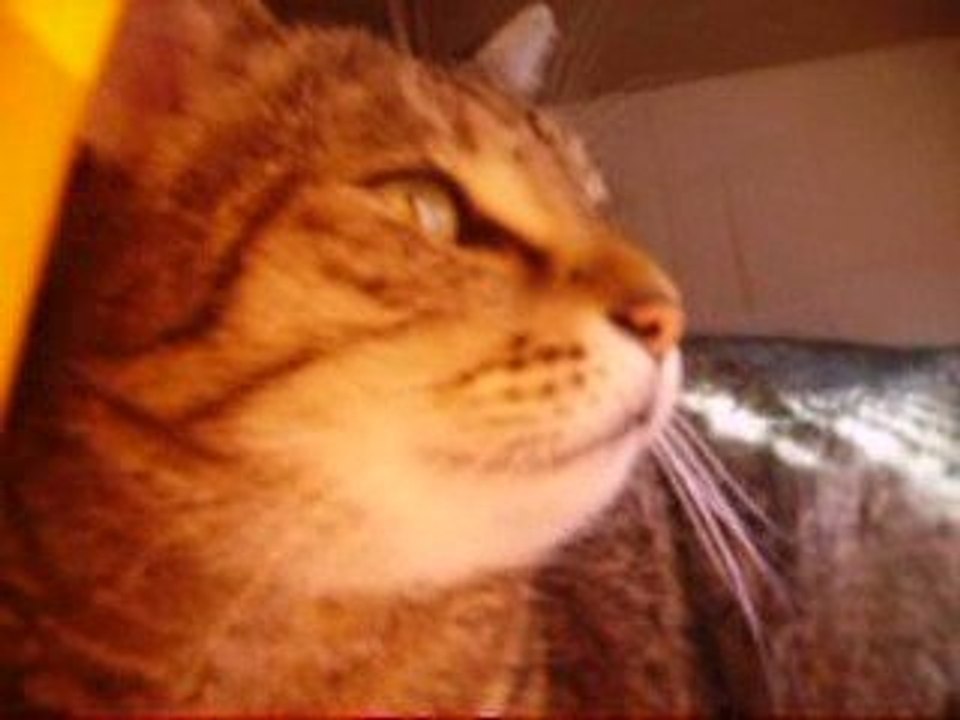 le beau chat