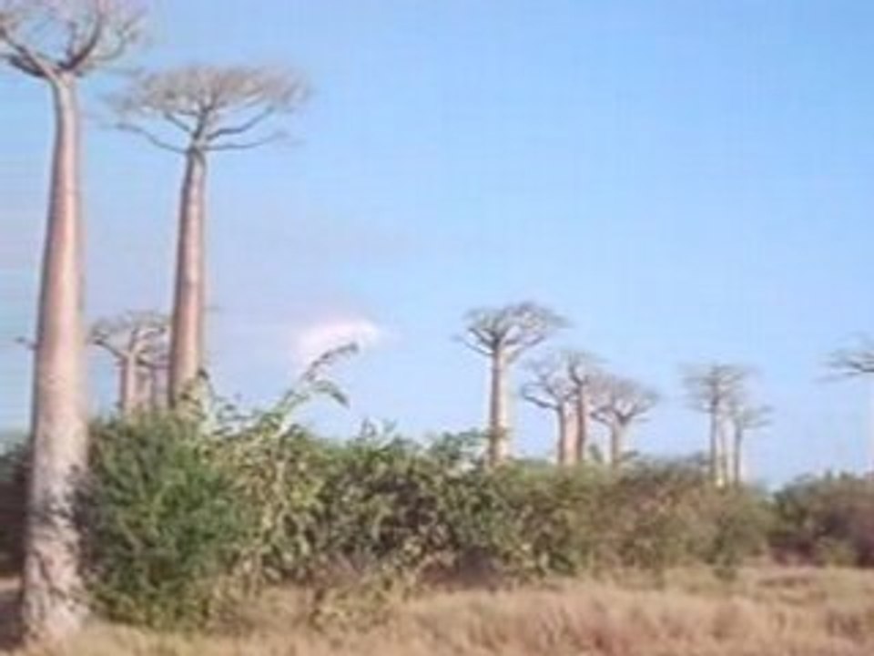 Allée des baobabs