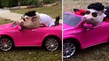 Charming Pig Takes a Spin in RC Car