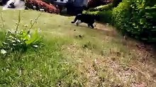 Gato seguinido o outro