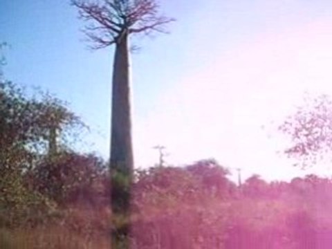 Allées des baobabs
