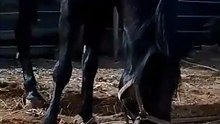 خيل🐎🐎🐎