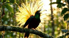 BEAUTIFUL PHEASANTS IN THE WORLD