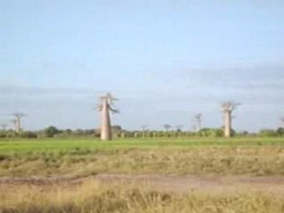 Allée des baobabs