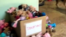 Shelter Dog Picks His Favorite Toy From The Donation Box 🧸🐾