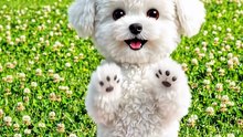 Bichon Puppy Cotton-Ball Dance! 🥊🐶