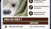 Cette araignée ne vient pas du siphon