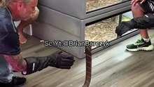 Momen Menegangkan Perah Racun King Cobra Raksasa