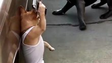 Dog emotional AI video