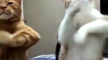 Funny Cat Videos 😻 Adorable Dancing Cats #catfunny #dogfunny