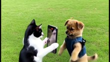 Funny Cat & Dog Videos 😻 Adorable Dancing Cats & Dog