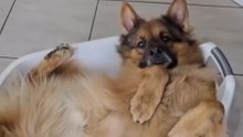 Top 4 Funniest Dogs That Will Make You Cry Laughing 😂 | Funny Dog Compilation