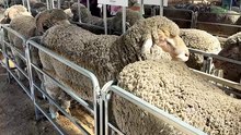 Stylish rams in demand as Boudjah and Main Range star in Merino double feature
