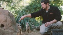 Meerkats Demonstrate Training Tricks: A Quick How-To
