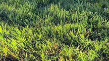 Une adorable invasion de chatons bondissants dans les hautes herbes