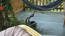 Woman Confronts Terrifying Discovery of Two Pythons on Her Terrace
