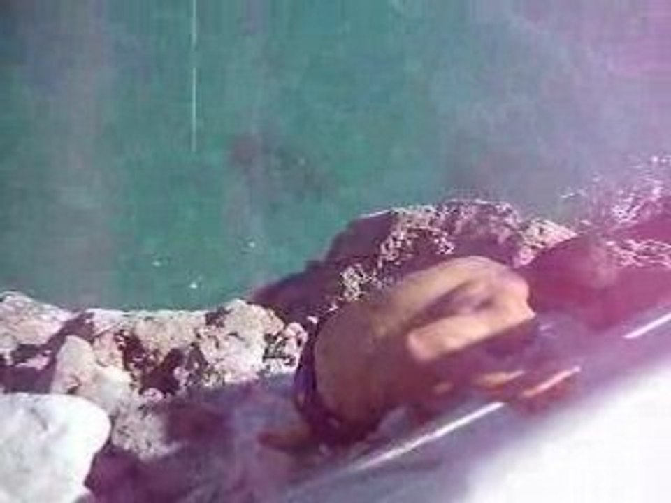 rocher de fou a sete 3