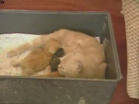 c'e qualcosa di errato con questi cuccioli di gatti