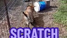 SCRATCH IT! 🤭🤣 #goatsoftiktok #goat