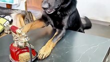 This Dog Had to Run the Shop Alone After His Owner Called