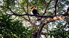 Le Grand Calao : Le Géant Mystérieux des Forêts Tropicales