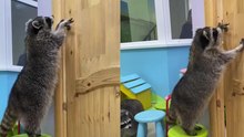 Clever Raccoon Masters the Art of Door Opening