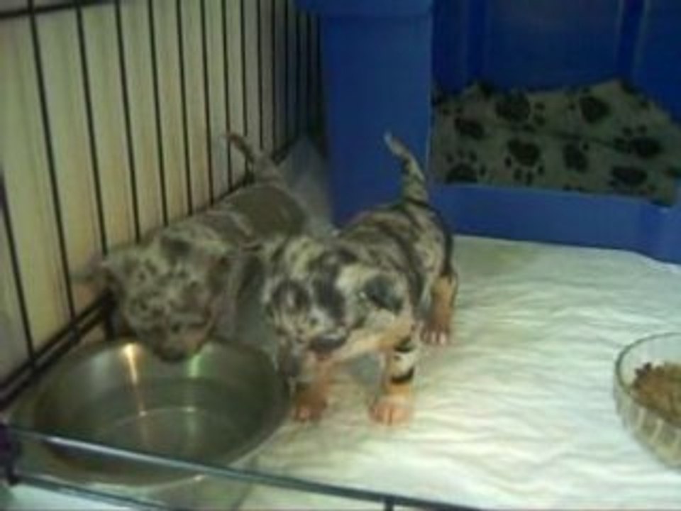 bb de bamboo et bubba