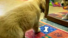 Tiny Rescue Puppy Sees Its Own Reflection for the First Time 🥹🐾