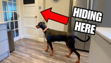 Pranking My Dogs: Hilarious Golden Retriever and Doberman Reactions